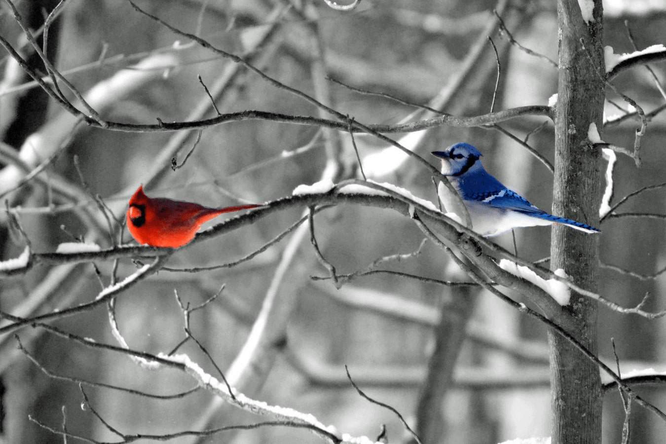 Blue Jay and Cardinal.